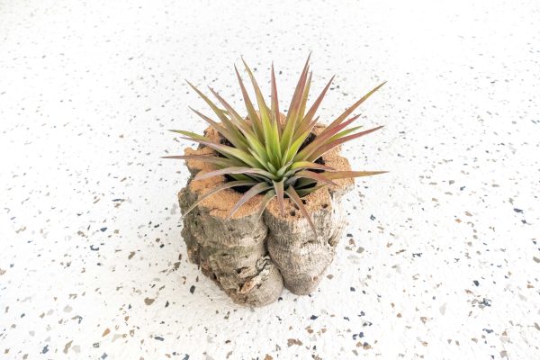 Natural Cork Bark Planters Cheap - Image 5