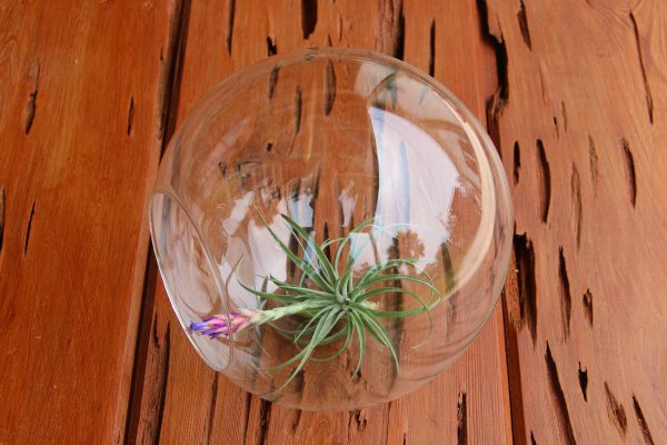 Packs of 3 or 6 Large Glass Terrarium with 2 Open Ends - Save up to 20% Online now - Image 3