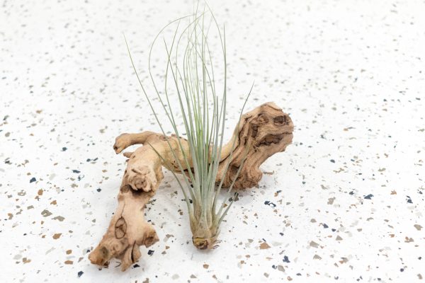 Packs of 10 or 20 Large Tillandsia Juncea Air Plants - Save Up to 60% For Cheap - Image 2