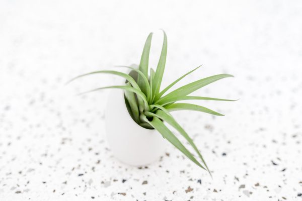 Small Ivory Ceramic Vase with Assorted Tillandsia Air Plant Online now - Image 2